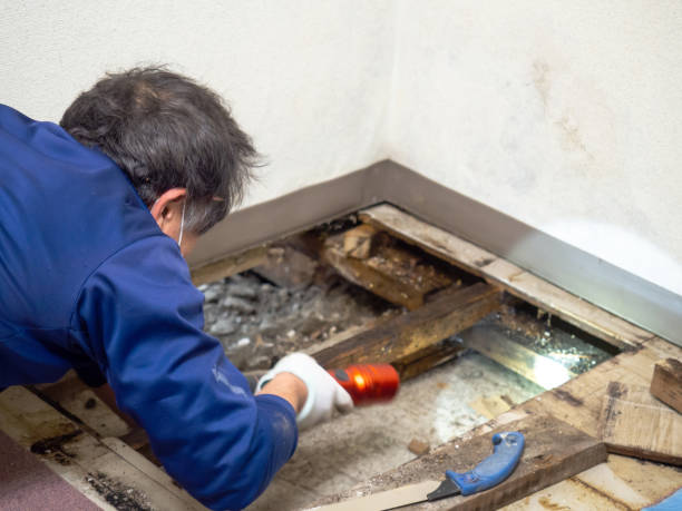 Best Industrial Mold Remediation in Warner, OK