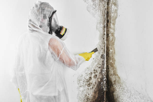 Best Crawl Space Mold Remediation in Warner, OK
