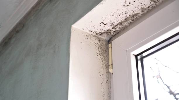  Warner, OK Mold Removal Pros