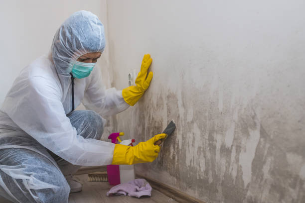 Best Attic Mold Remediation in Warner, OK
