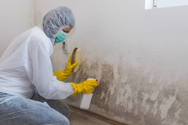 Best DIY Mold Remediation Support Services in Warner, OK