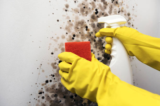 Best Bathroom Mold Remediation in Warner, OK