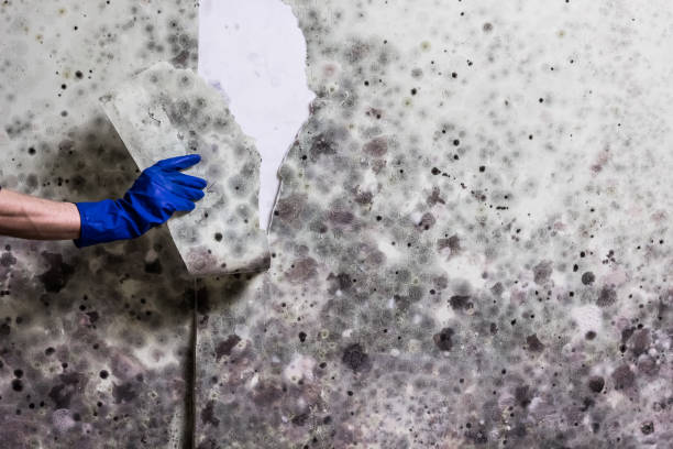 Best Commercial Mold Remediation in Warner, OK