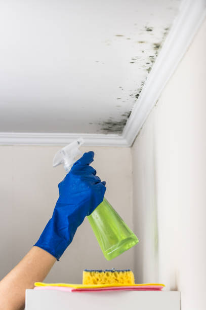 Best Emergency Mold Remediation in Warner, OK